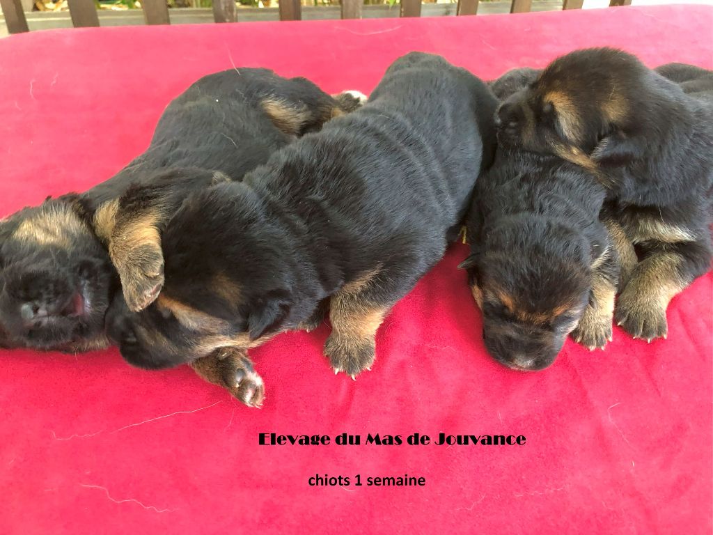 chiot Berger Allemand du Mas de Jouvance