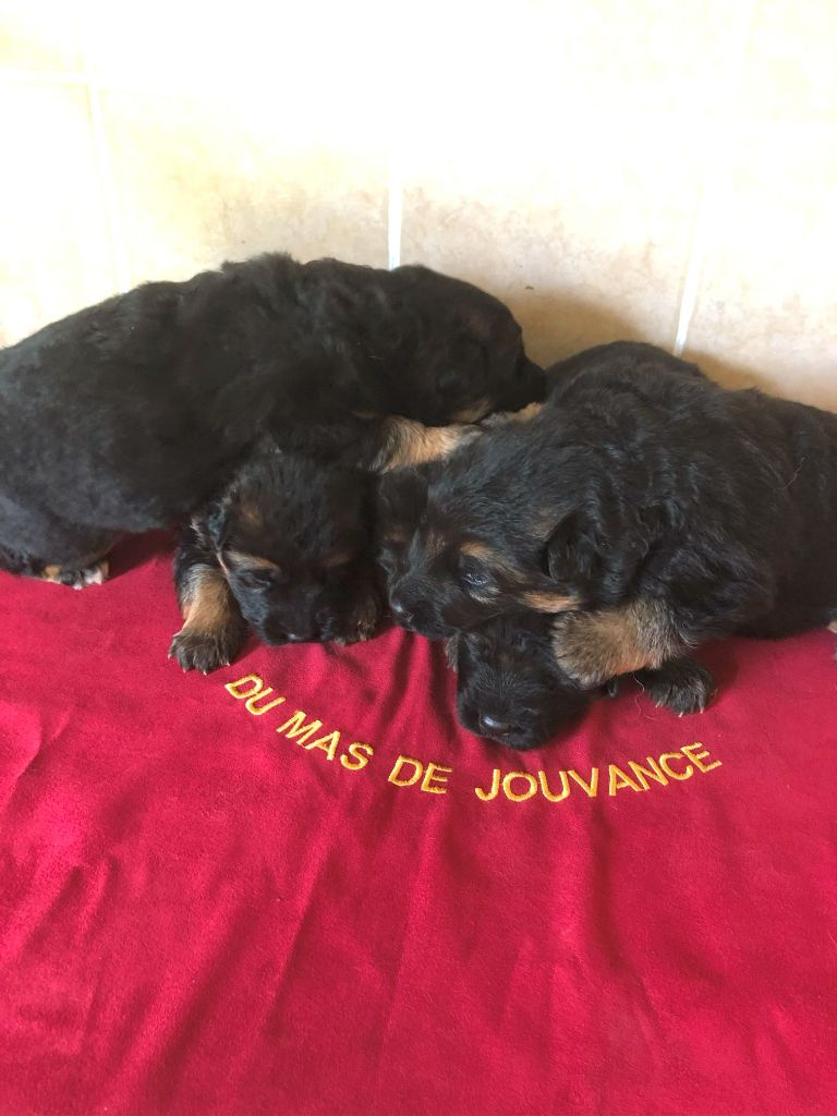 du Mas de Jouvance - Chiot disponible  - Berger Allemand Poil Long