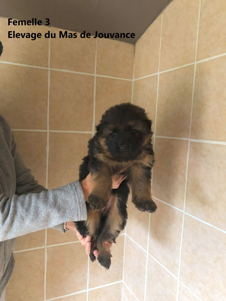 du Mas de Jouvance - Chiot disponible  - Berger Allemand Poil Long