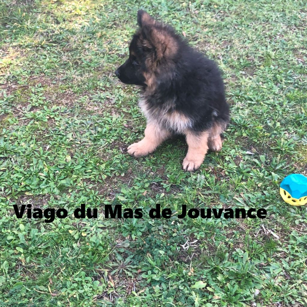 du Mas de Jouvance - Chiot disponible  - Berger Allemand Poil Long