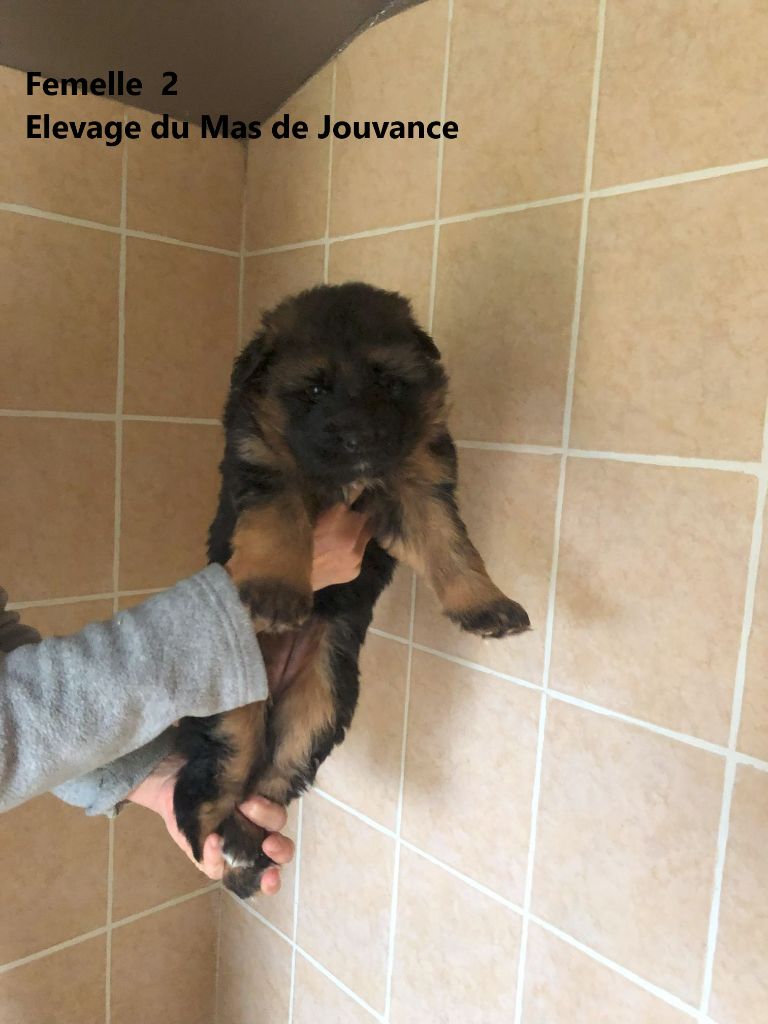 du Mas de Jouvance - Chiot disponible  - Berger Allemand Poil Long