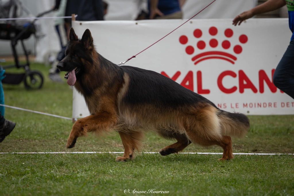 chiots à réserver