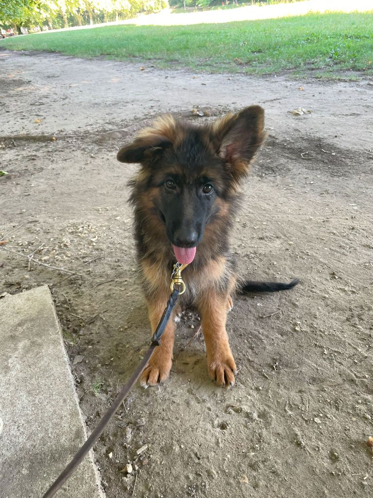 chiot femelle disponible