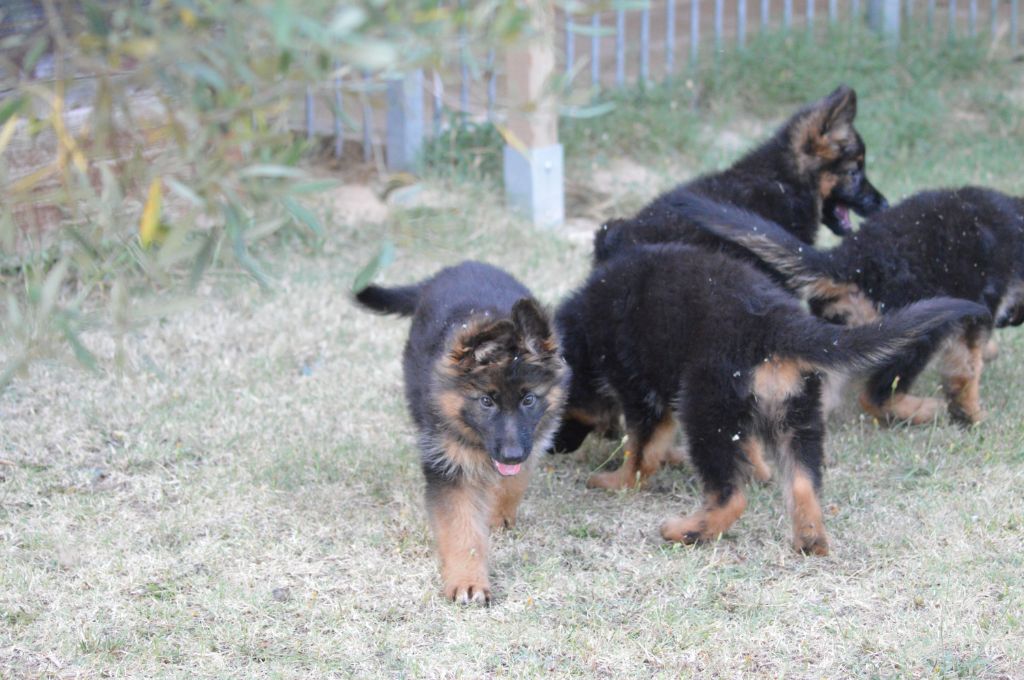 Chiot Berger Allemand Poil Long du Mas de Jouvance