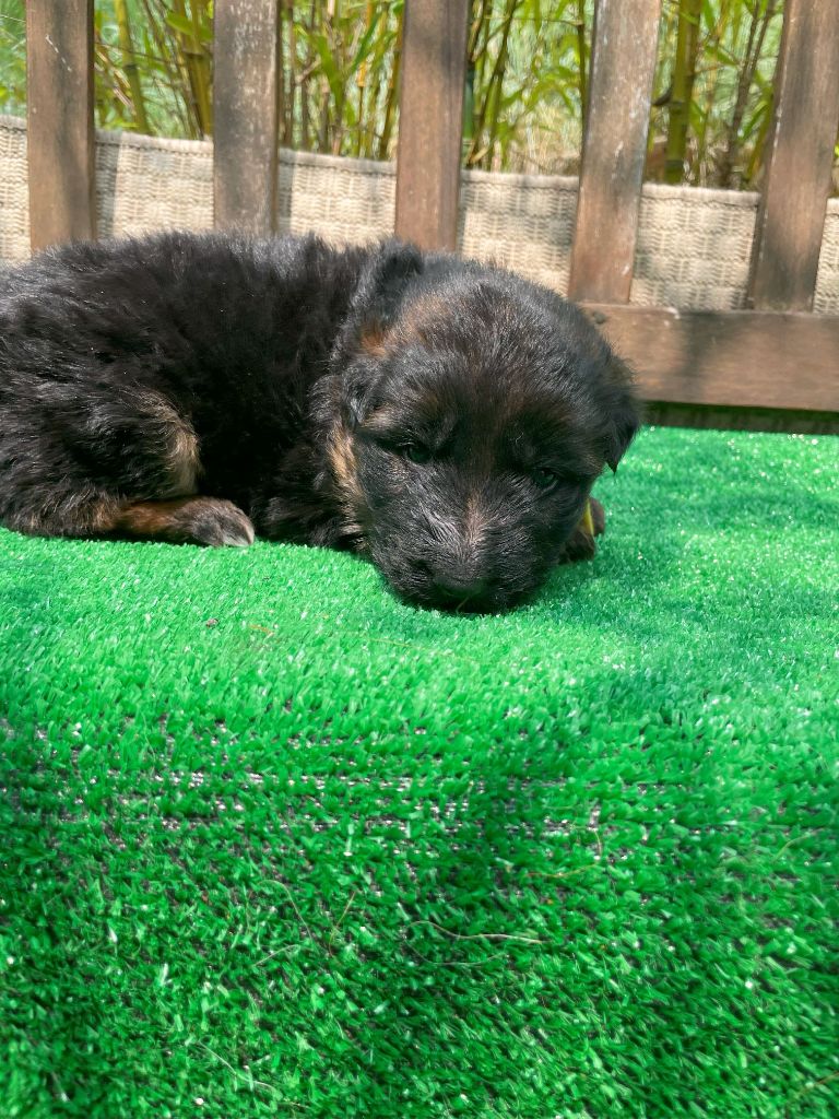 du Mas de Jouvance - Chiots disponibles - Berger Allemand Poil Long