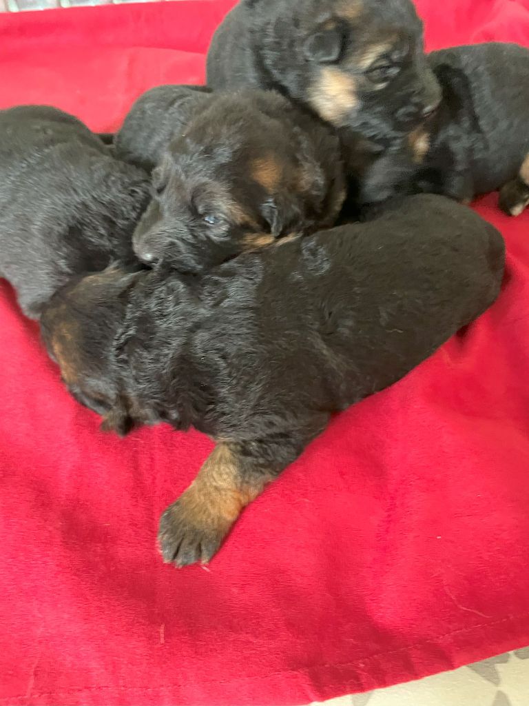 Chiot Berger Allemand Poil Long du Mas de Jouvance