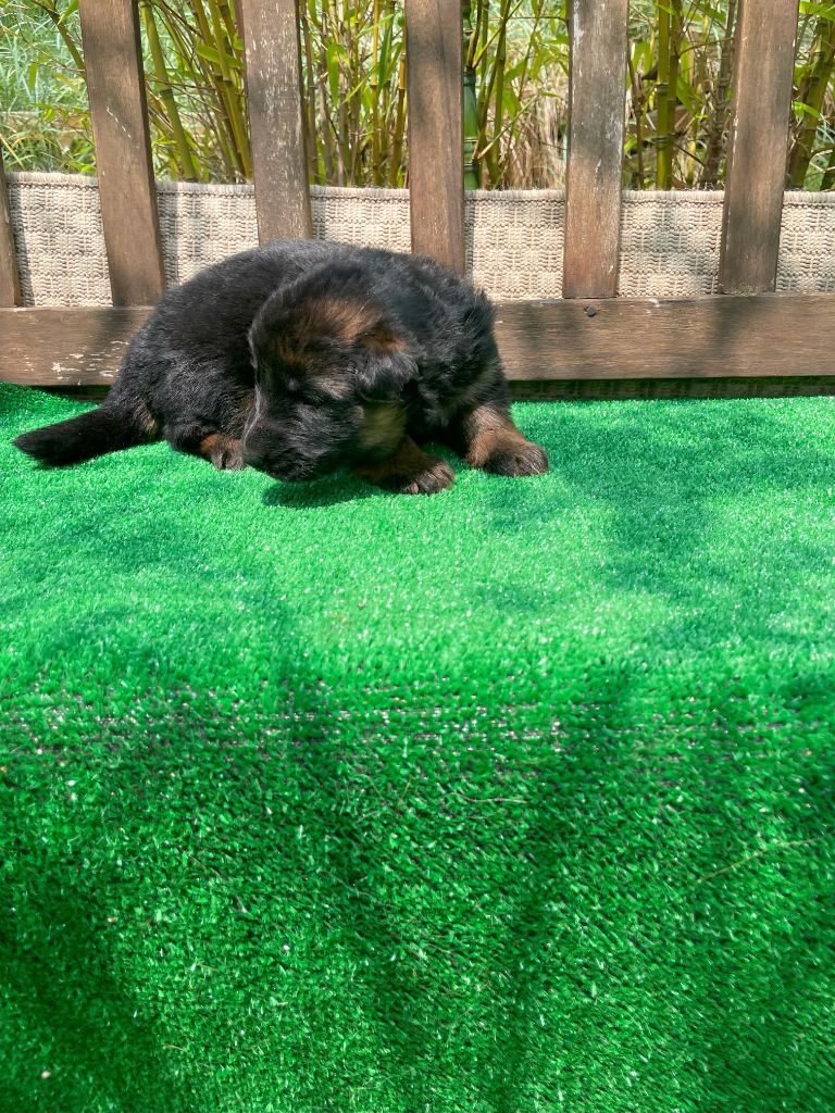du Mas de Jouvance - Chiots disponibles - Berger Allemand Poil Long