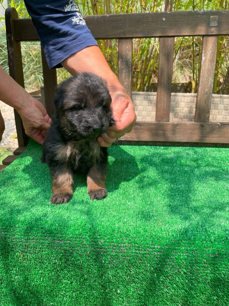 du Mas de Jouvance - Chiots disponibles - Berger Allemand Poil Long