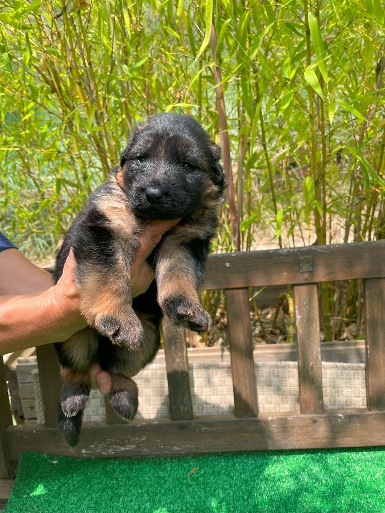 du Mas de Jouvance - Chiots disponibles - Berger Allemand Poil Long