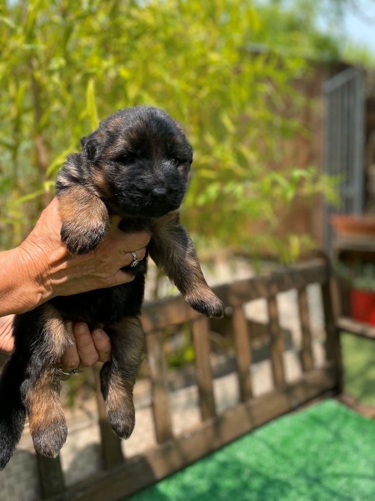 du Mas de Jouvance - Chiots disponibles - Berger Allemand Poil Long