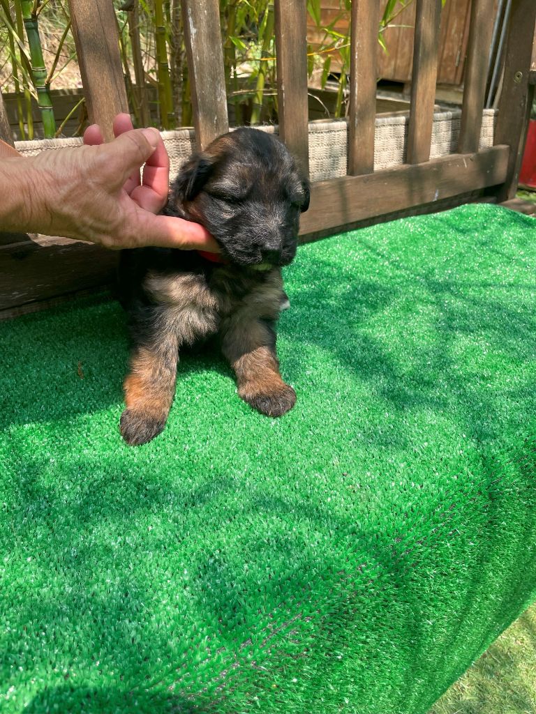 du Mas de Jouvance - Chiots disponibles - Berger Allemand Poil Long