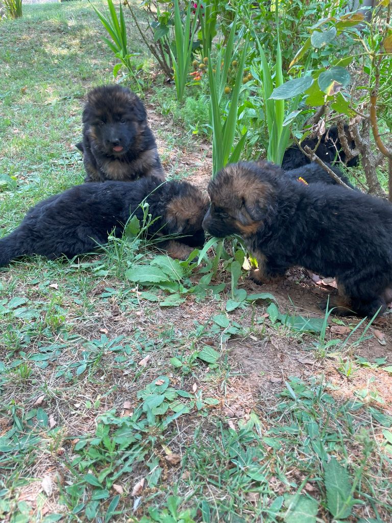 Chiot Berger Allemand Poil Long du Mas de Jouvance