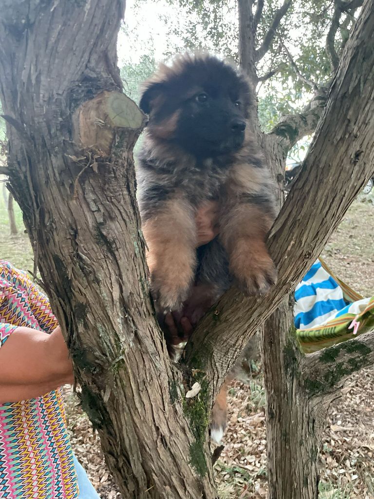 du Mas de Jouvance - Chiots disponibles - Berger Allemand Poil Long