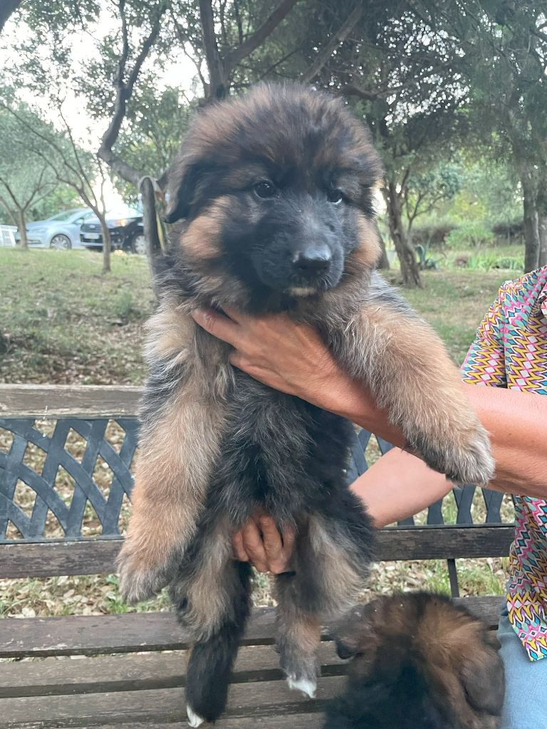 du Mas de Jouvance - Chiots disponibles - Berger Allemand Poil Long