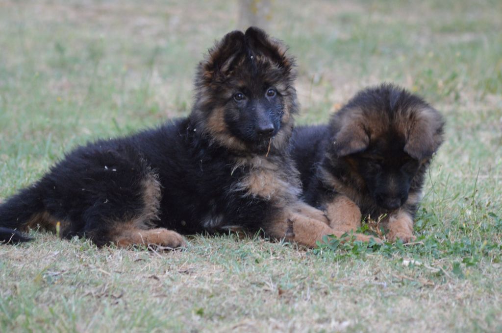 du Mas de Jouvance - Chiots disponibles - Berger Allemand Poil Long