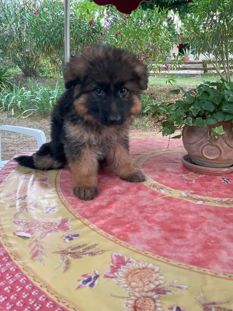 du Mas de Jouvance - Chiots disponibles - Berger Allemand Poil Long